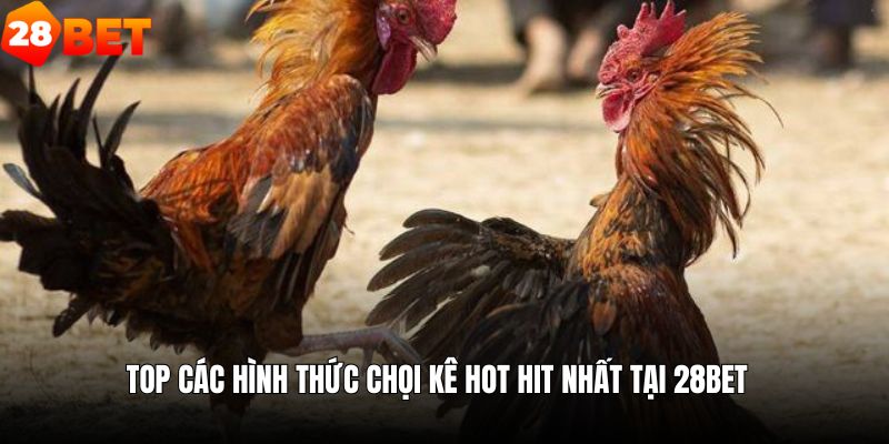 Top các siêu phẩm chọi kê thịnh hành nhất ngày nay