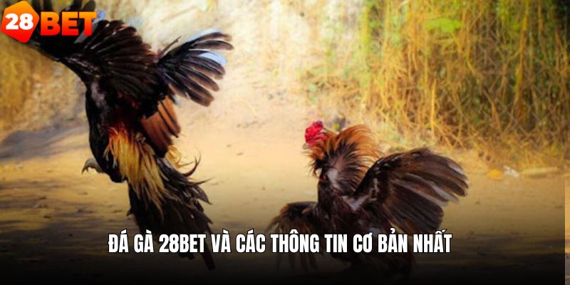 Giới thiệu về sảnh chọi kê trực tuyến cho bạn