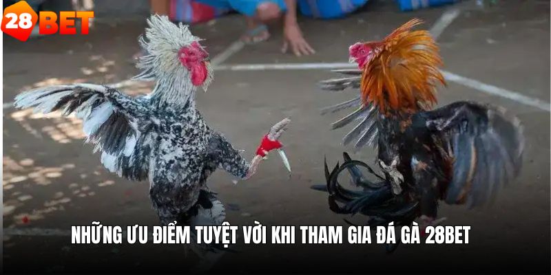 Những ưu điểm của khi tham gia đá gà 28bet